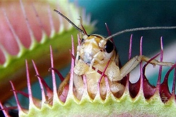 食肉植物种类介绍