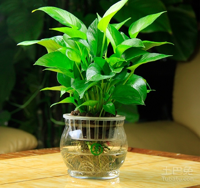 不同的盆栽植物价格