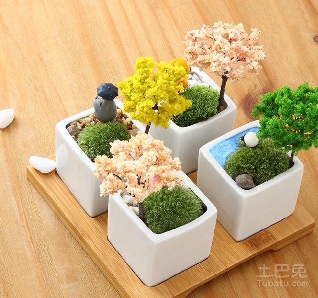 不同的盆栽植物价格