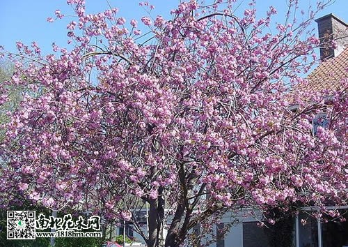 认识美人梅|美人梅图片