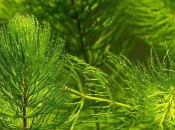 金鱼藻是真核生物吗 金鱼藻图片种类介绍