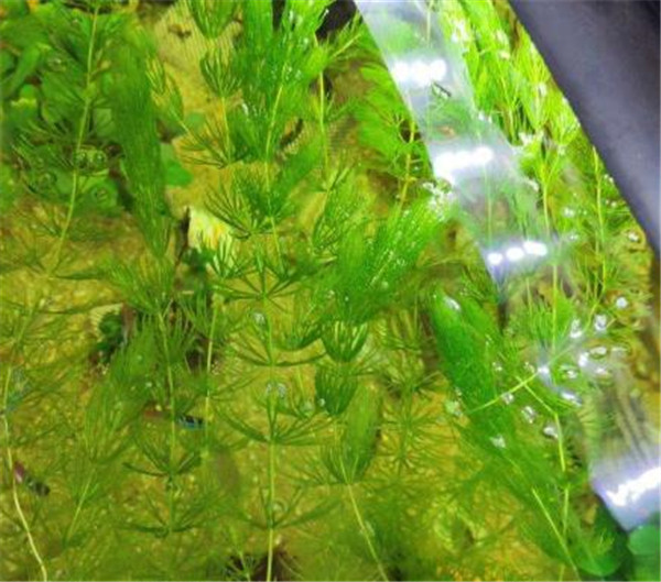 金鱼藻是真核生物吗 金鱼藻图片种类介绍