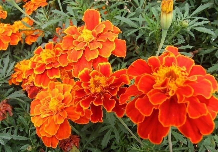 阿联酋的国花：孔雀草