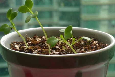孔雀草什么时候播种，种植距离是多少