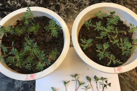 孔雀草什么时候播种，种植距离是多少