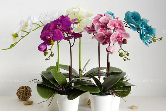 兰花花盆怎么选,兰花花盆批发价格