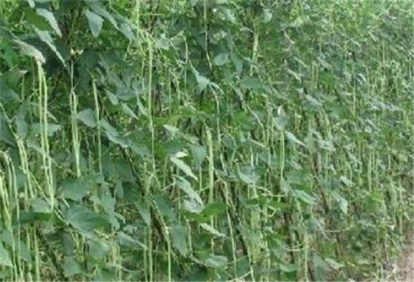 匍匐茎缠绕茎和攀缘茎的区别 匍匐茎的植物有哪些
