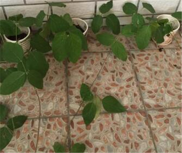 匍匐茎缠绕茎和攀缘茎的区别 匍匐茎的植物有哪些