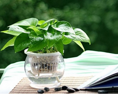 适合室内养殖的植物 你知道吗