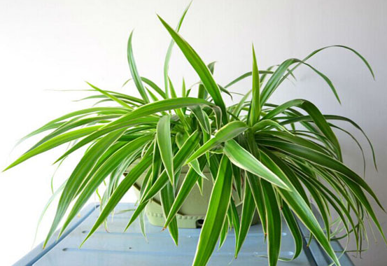 适合室内养殖的植物 你知道吗