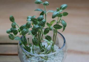 适合室内养殖的植物 你知道吗