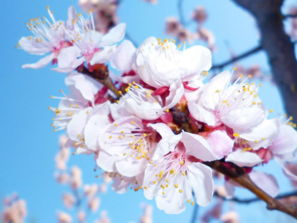 杏花和桃花的区别 杏花常见病害防治方法