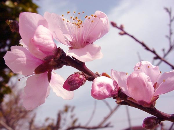 杏花和桃花的区别 杏花常见病害防治方法