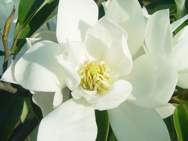 含笑花有毒吗 盆栽含笑花怎么养