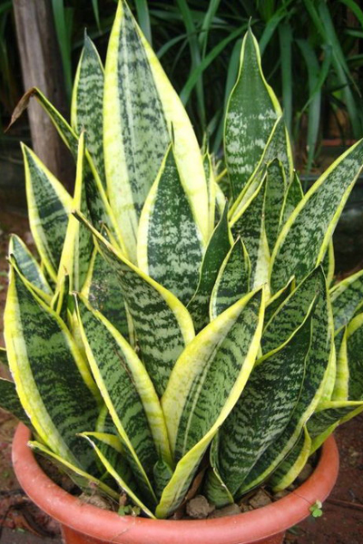 室内吸毒植物有哪些 15种盆栽帮你净化空气
