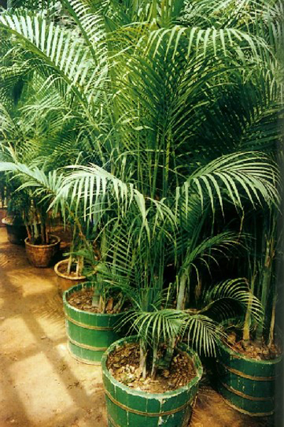 室内吸毒植物有哪些 15种盆栽帮你净化空气