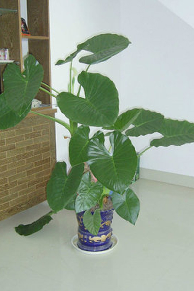 室内吸毒植物有哪些 15种盆栽帮你净化空气