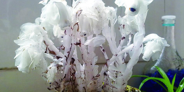 死亡之花水晶兰有毒吗 关于水晶兰的故事