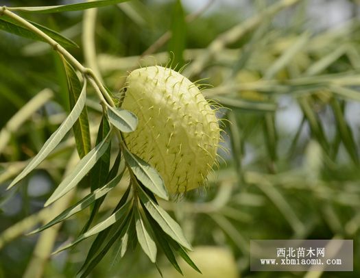 气球花的特征