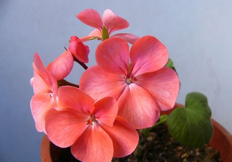 龙面花可以扦插吗 花语是什么