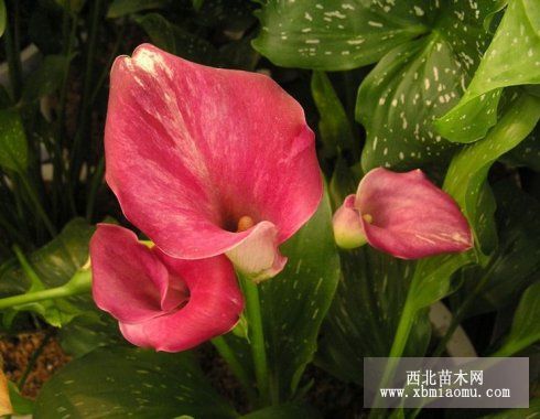 红花马蹄莲的介绍