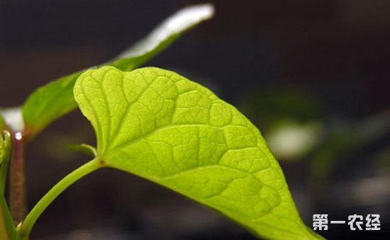 天茄子和龙葵果有什么不同？天茄子和龙葵果的区别