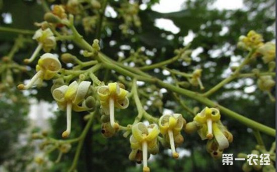 泡桐树什么时候开花？梧桐花和泡桐花的区别