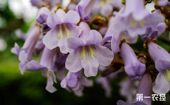 泡桐树什么时候开花？梧桐花和泡桐花的区别