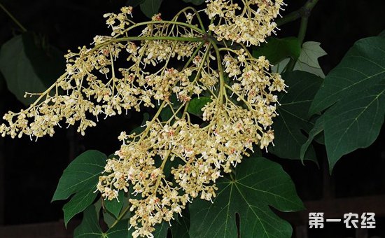 泡桐树什么时候开花？梧桐花和泡桐花的区别
