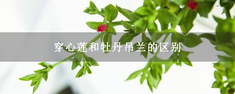 穿心莲和牡丹吊兰的区别