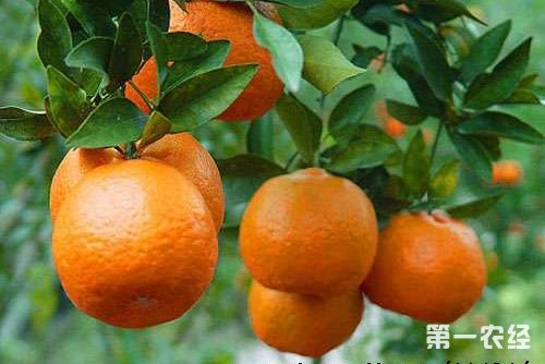 芦柑和橘子的区别，柑和橘一样吗？