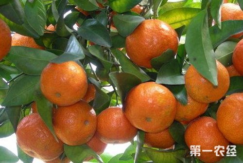 芦柑和橘子的区别，柑和橘一样吗？