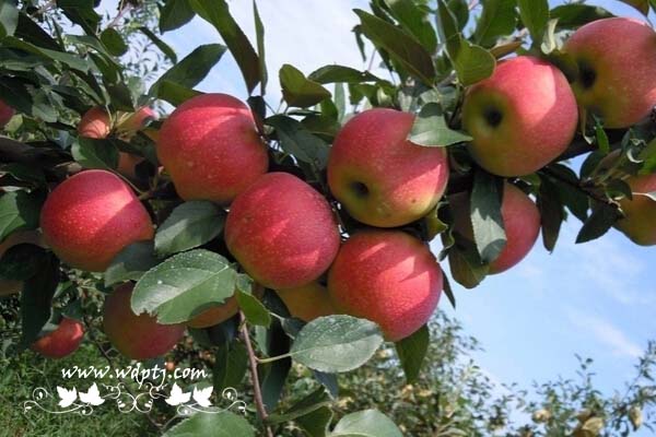 苹果树的资料_苹果树最新品种介绍及图片大全