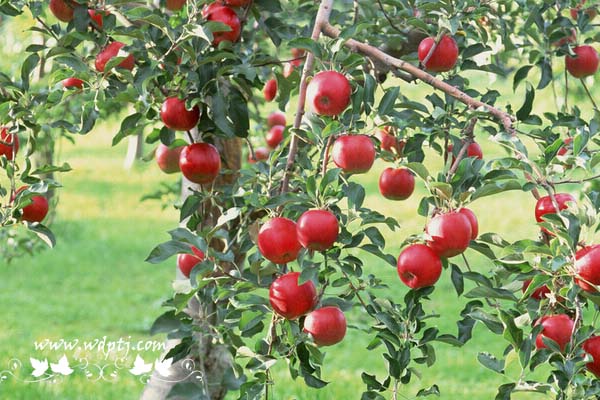 苹果树的资料_苹果树最新品种介绍及图片大全