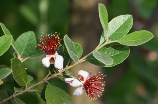 菲油果的养殖方法和注意事项(菲油果缺点)