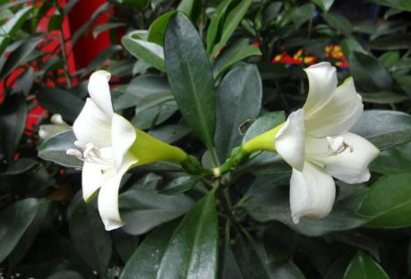 非洲茉莉叶子发软下垂怎么办