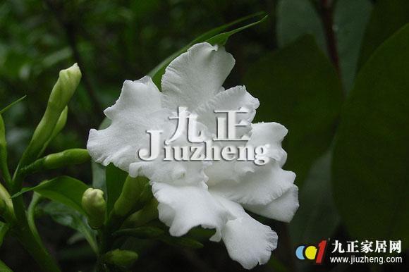 狗牙花的功效与作用 狗牙花与栀子花的区别