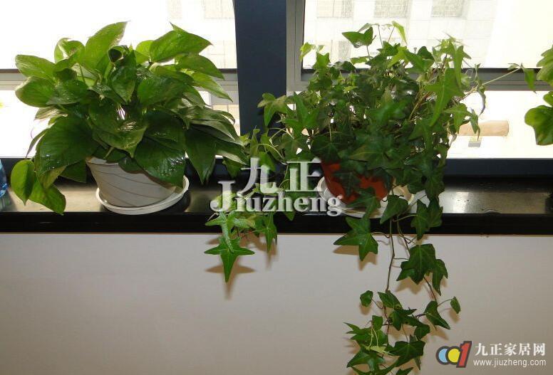 办公室花卉摆放的颜色   办公室里植物禁忌