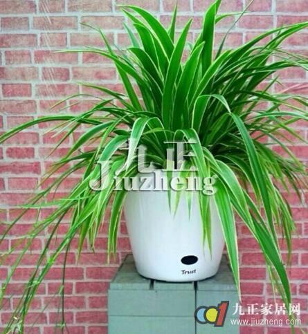 办公室花卉摆放的颜色   办公室里植物禁忌