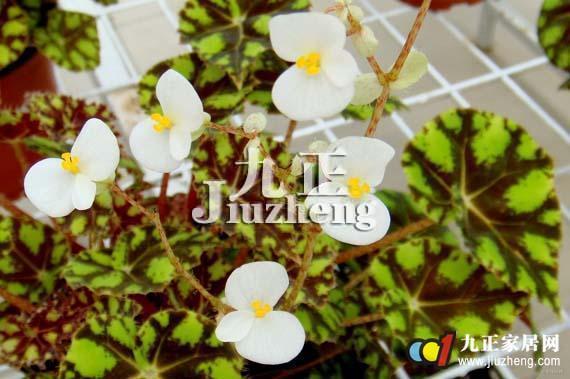 虎斑秋海棠有毒吗 虎斑秋海棠的养殖方法