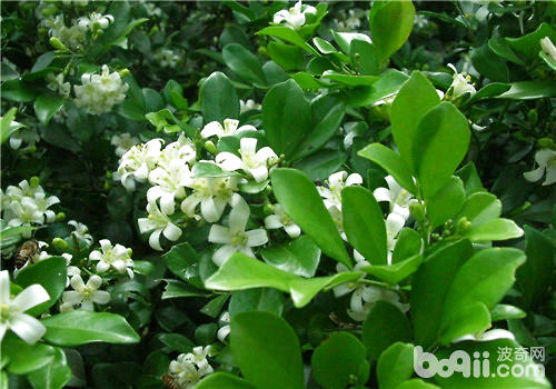 九里香的花期介绍