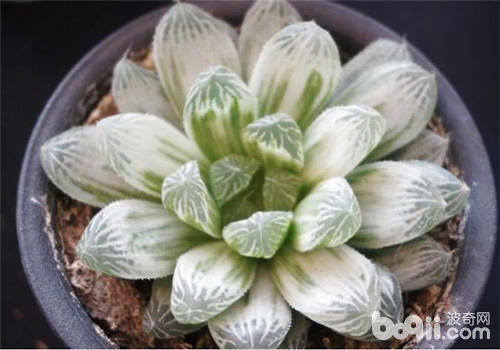 白斑玉露的栽培要点