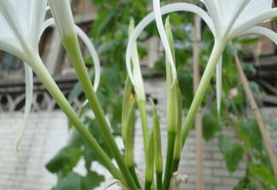 蜘蛛兰的特点是什么，蜘蛛兰和水鬼蕉一样吗/属同一种植物