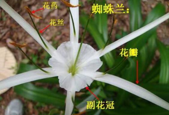 蜘蛛兰的特点是什么，蜘蛛兰和水鬼蕉一样吗/属同一种植物