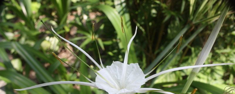 水鬼蕉养殖卡片，养水鬼蕉的注意事项