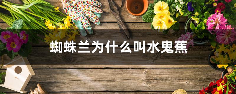 蜘蛛兰为什么叫水鬼蕉