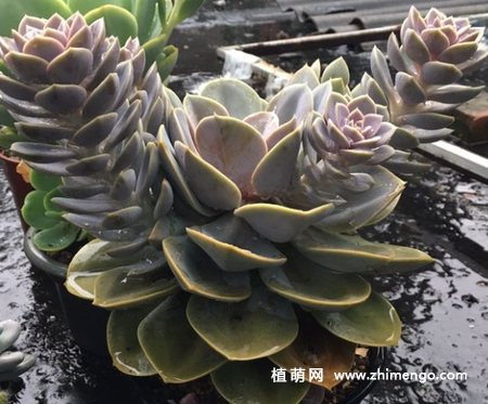 多肉紫珍珠徒长了怎么办