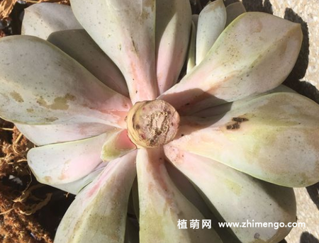 多肉紫珍珠徒长了怎么办