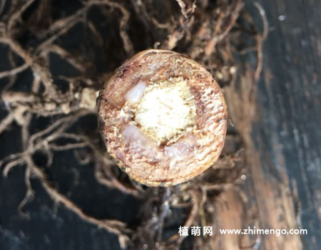 多肉紫珍珠徒长了怎么办