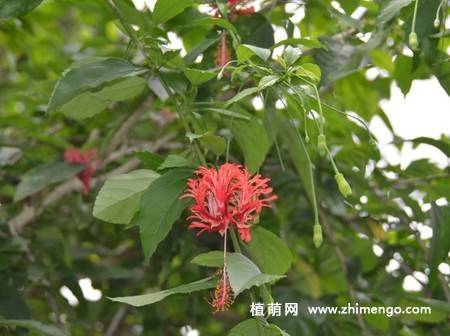 吊灯扶桑图片